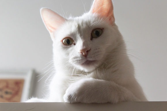 Tiza, gata blanca, gato blanco, ilustrador con gato,